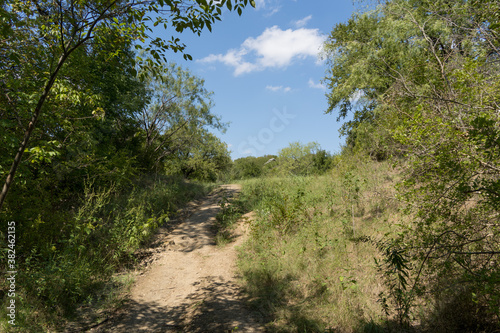 path in the woods