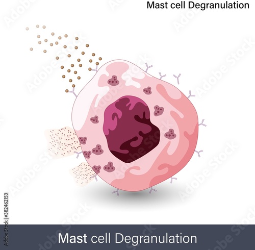 mechanism Of Mast cell degranulation during the allergic reaction 