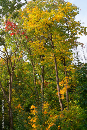 Trees in the Fall