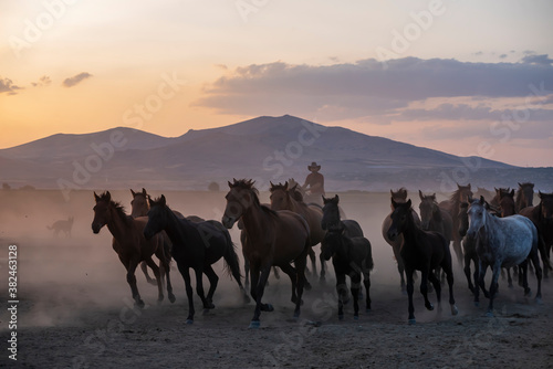 Wild horses run in foggy at sunset. Wild horses are running in dust. Near Hormetci Village  between Cappadocia and Kayseri  Turkey