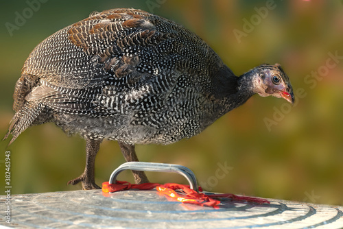 A young French pearl guineafowl parching on the top of a tin trash can with the garden in the background. photo