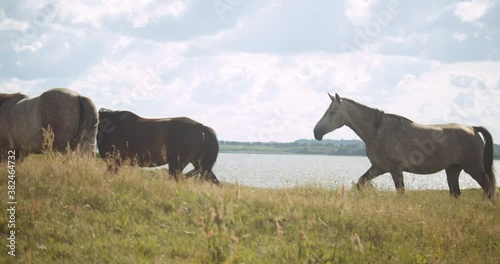 Wildhorses Walking Through Meadow photo