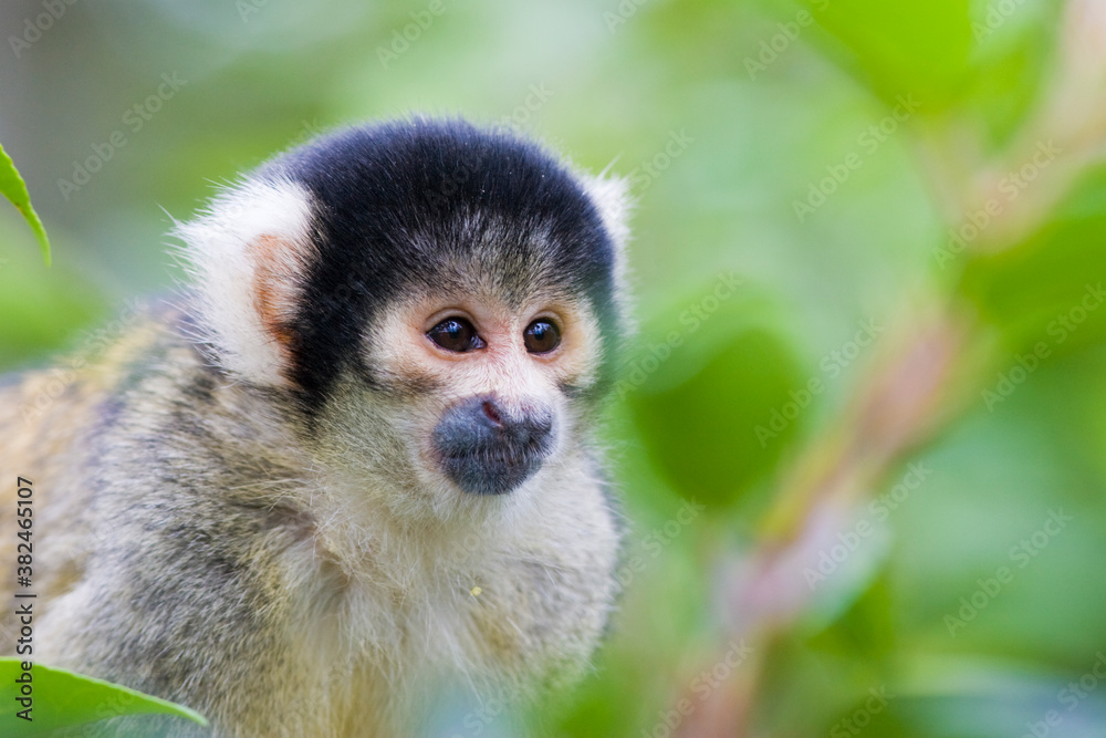 Black Capped Squirrel Monkey Black Capped Squirrel Monkey