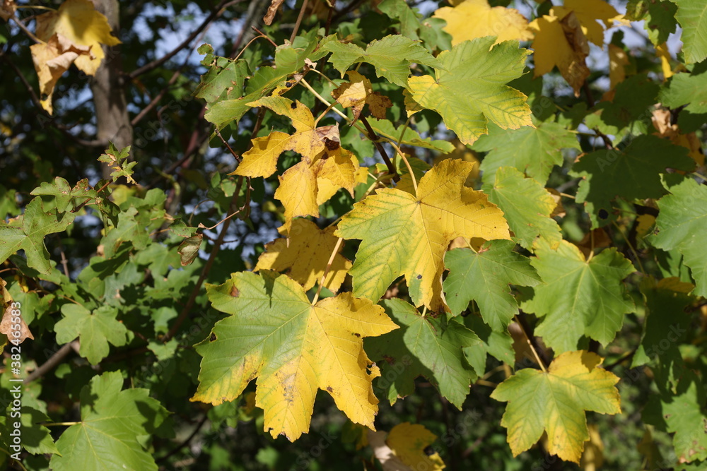 Yellow and green leaves on the tree in autumn Yellow and green leaves on the tree in autumn