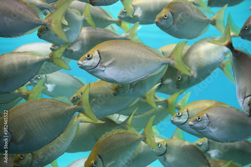 School Of Fish