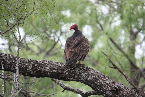 Buzzard In A Tree