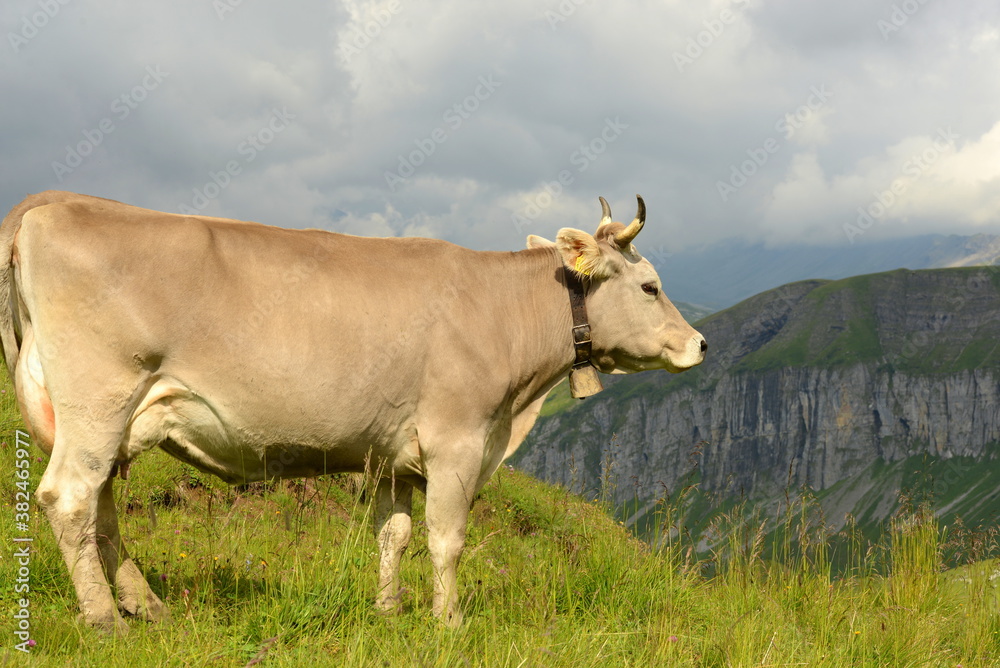 Kühe auf der Alm Kühe auf der Alm
