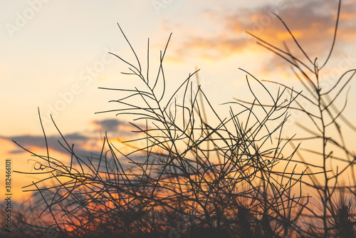 Dry grass silhouettes with bright colorful sunset sky on background