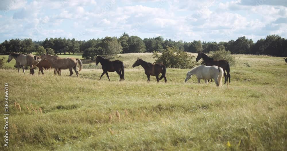 Wildhorses Walking And Grazing In Meadow Wildhorses Walking And Grazing In Meadow