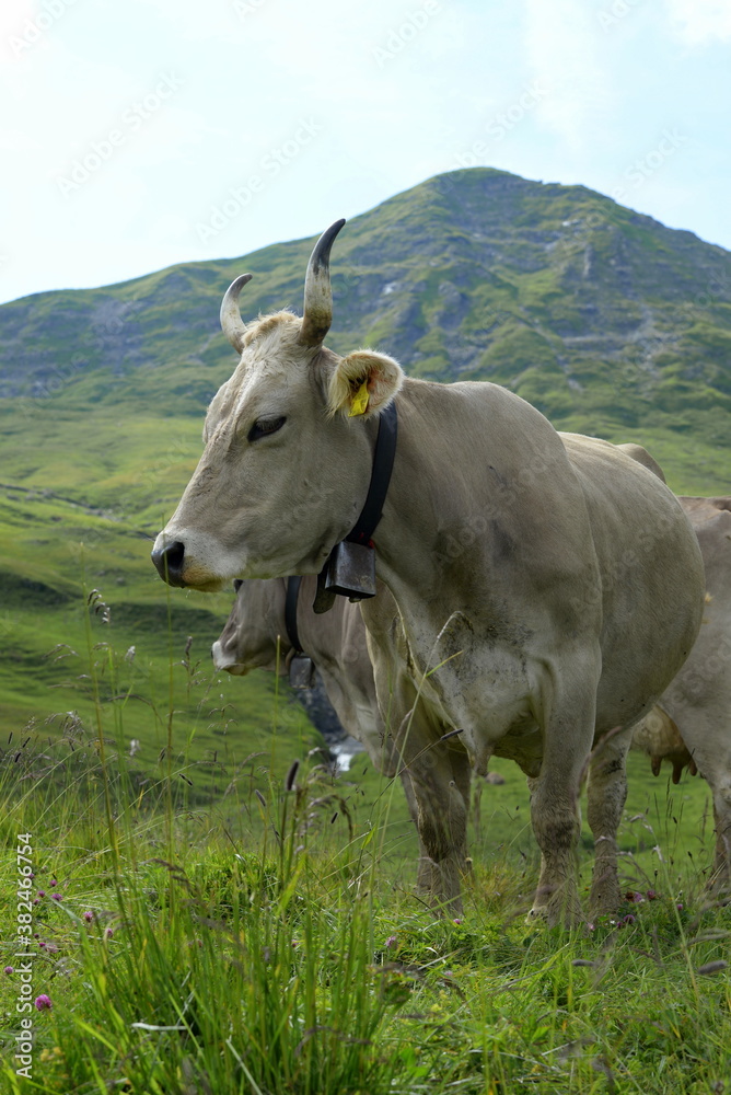 Kühe auf der Alm