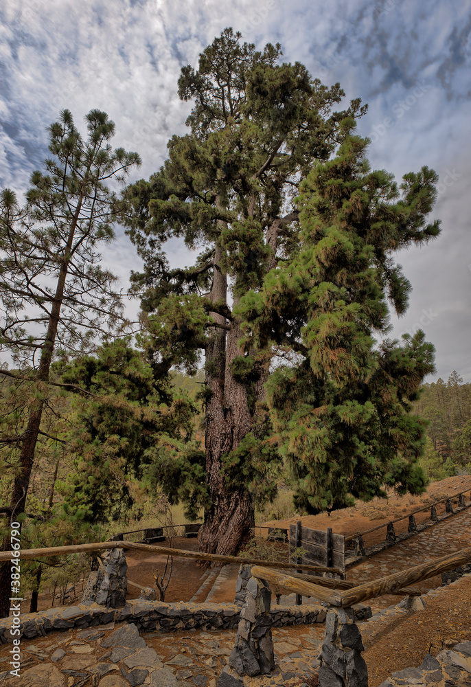 An ultra wide angle photo of the gigantic Canarian Pine named Pino Gordo. The old tree is 45 meters tall and is in the west of the Atlantic island of Tenerife. An ultra wide angle photo of the gigantic Canarian Pine named Pino Gordo. The old tree is 45 meters tall and is in the west of the Atlantic island of Tenerife.
