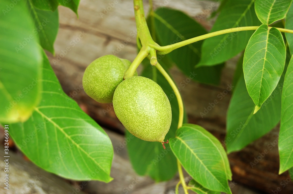 Walnut tree (Juglans regia) with fruit