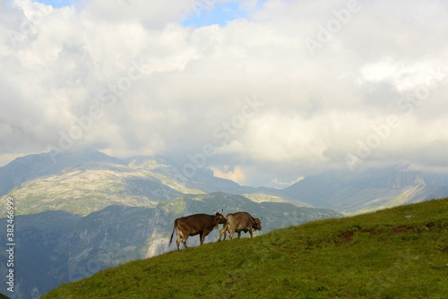 Kühe auf der Alm © Grubärin