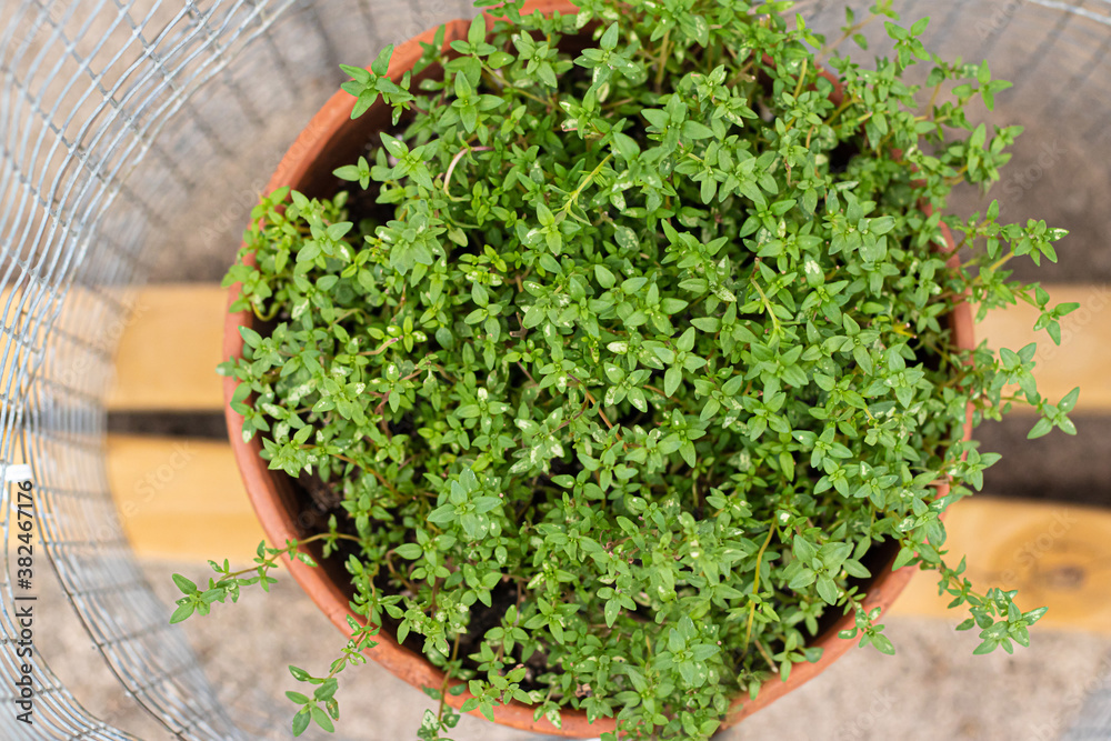 Overhead Angle of Fresh Green Thyme Growing in the Garden