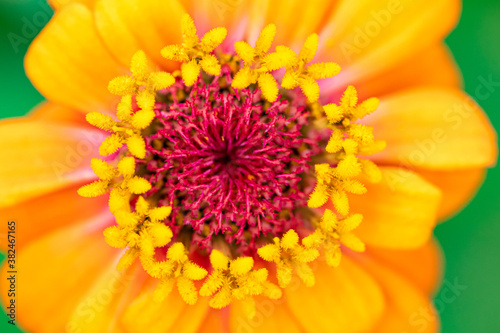 Macro Orange Zinnia Flower