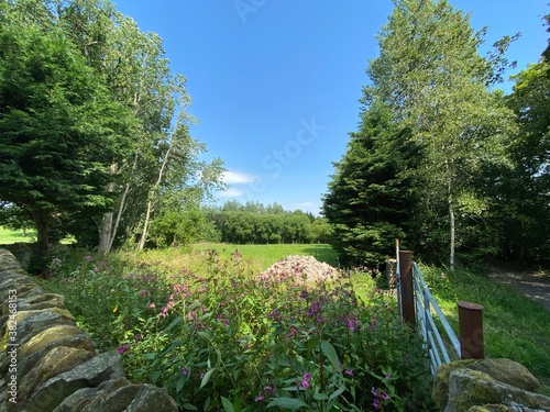 Corner of a field, with wild flowers, old trees, and a stone wall on, Priesthorpe Road, Calverley, Leeds, UK photo