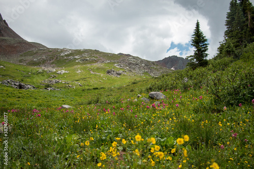 Beautiful wildflowers on a vibrant green hill in Colorado