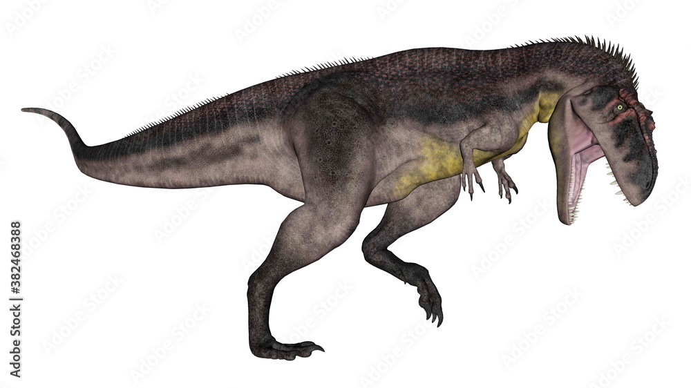 Tyrannotitan dinosaur roaring isolated in white background - 3D render Tyrannotitan dinosaur roaring isolated in white background - 3D render
