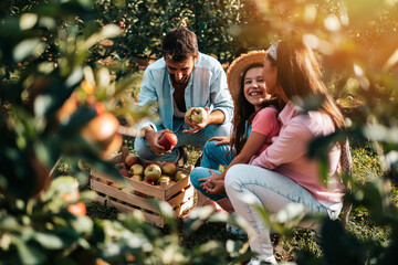 Happy family enjoying together while picking apples in orchard.