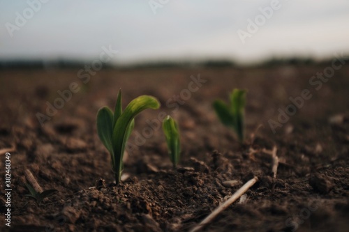 wheat sprouts photo