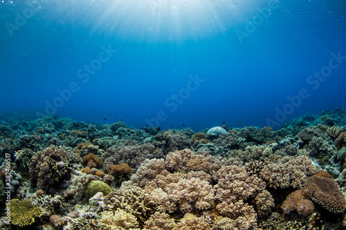 coral and reef under sunlight in clear water photo