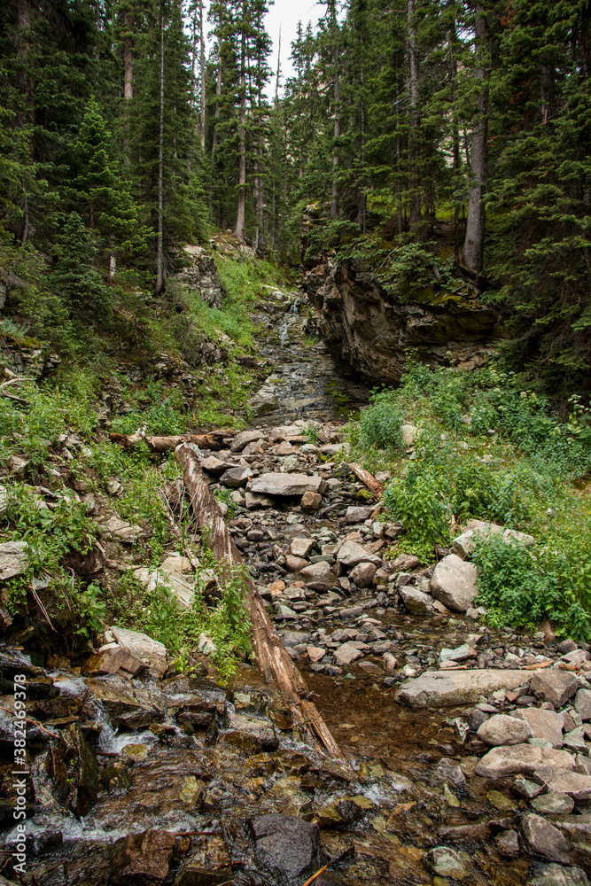 A creek amongst the trees in Colorado