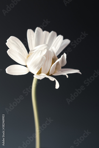 Single Daisy on Black Background