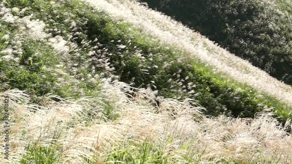 阿蘇の大地で風にゆれるススキの草原 阿蘇の大地で風にゆれるススキの草原