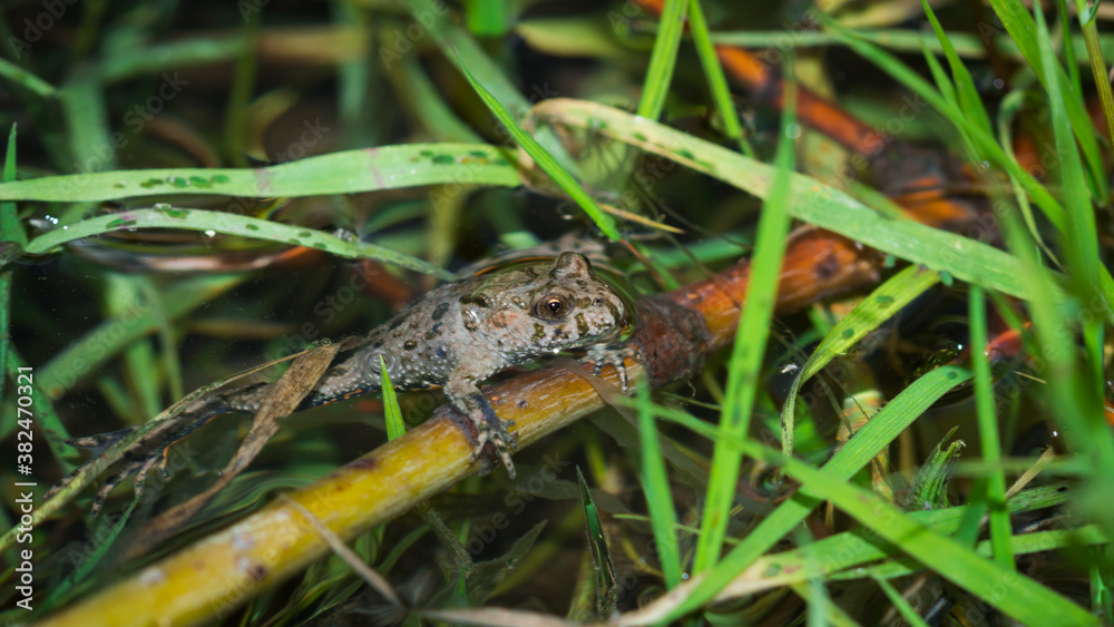 The European red-bellied toad (lat. Bombina bombina), of the family Bombinatoridae. The European red-bellied toad (lat. Bombina bombina), of the family Bombinatoridae.
