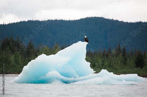 bald eagle perched on glacial iceberg in SE Alaska
