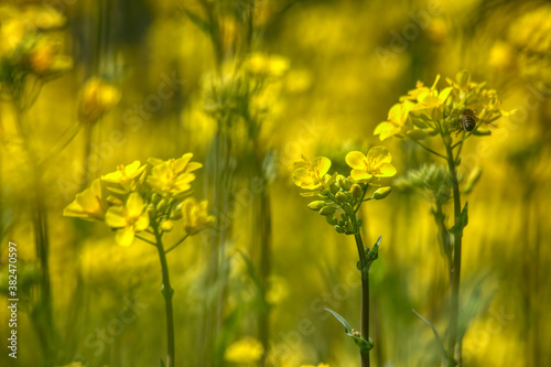 Yellow rapeseed field. Rapeseed flowering. © photokrle
