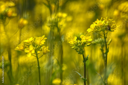 Yellow rapeseed field. Rapeseed flowering.