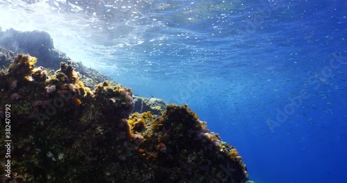  fish school underwater around the rocks sun beam sunrays blue water ocean scenery  photo