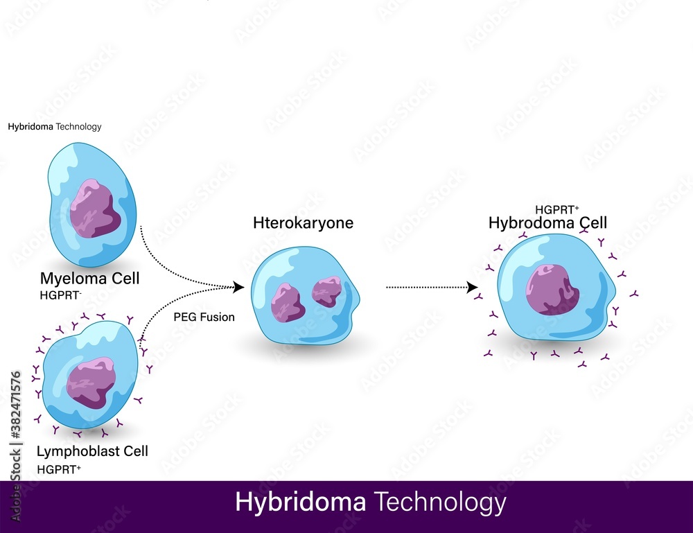 vector of steps involved in the production of monoclonal antibodies