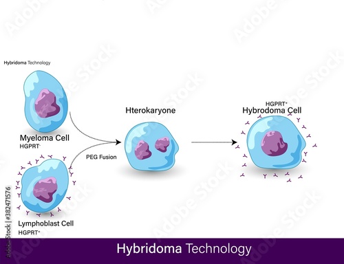 vector of steps involved in the production of monoclonal antibodies using hybridoma technology