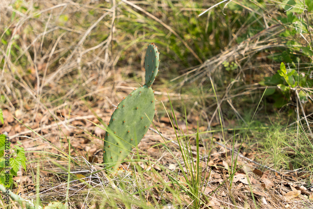 Obraz premium cactus in the grass