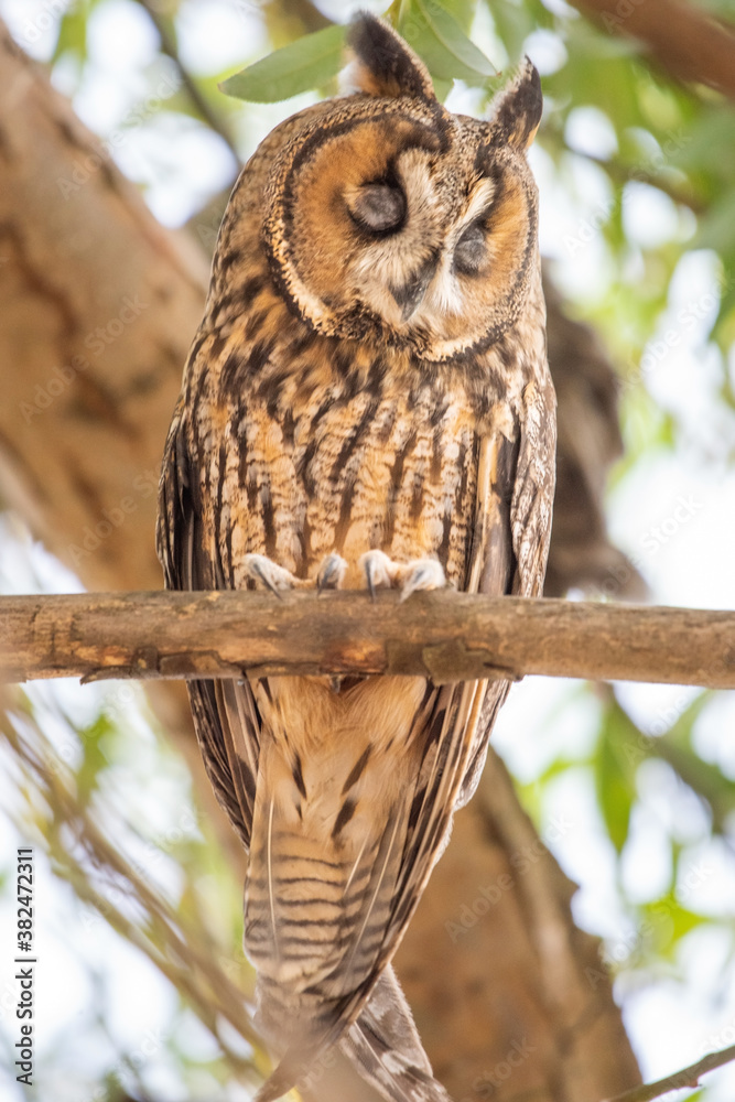 Obraz premium great horned owl