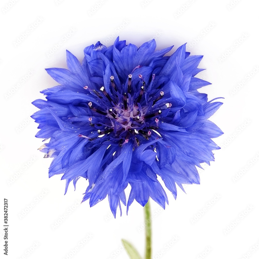 Field blue cornflower isolated on white background
