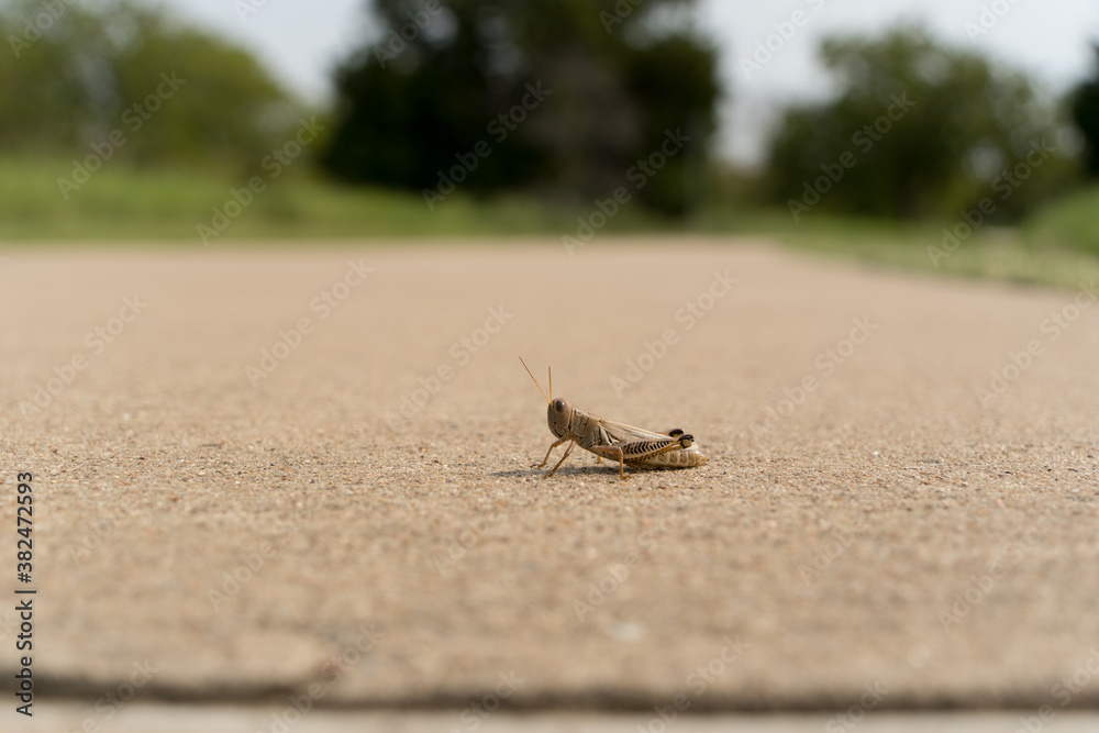 A grasshopper on a concrete path in a city Texas park on a sunny September day A grasshopper on a concrete path in a city Texas park on a sunny September day