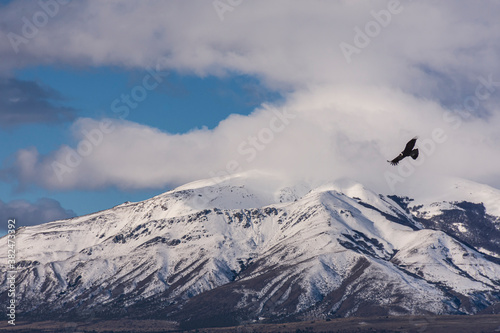 Scene view of an Andean condor (Vultur gryphus) flying against snowcapped mountain
