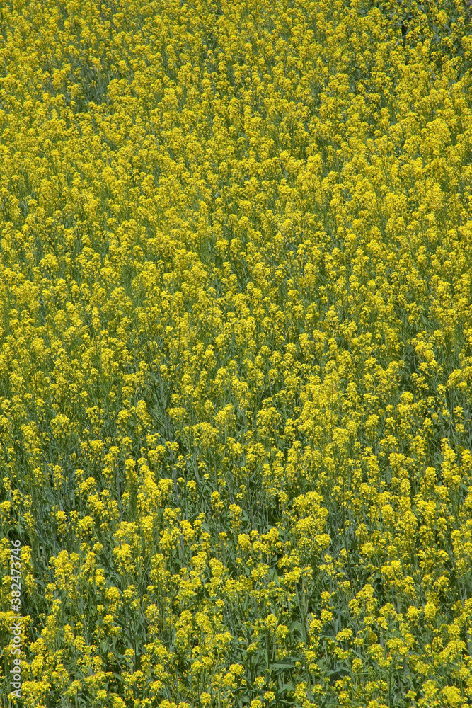 Obraz premium 菜の花