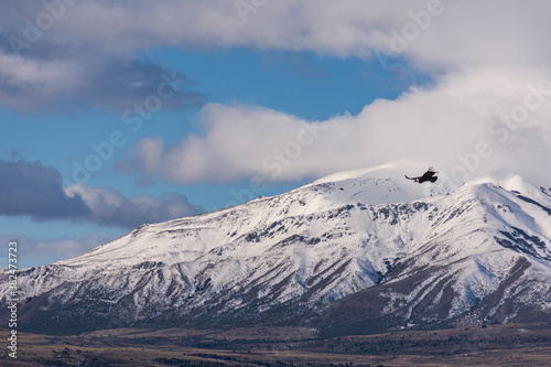 Scene view of an Andean condor  Vultur gryphus  flying against snowcapped Andes mountains  Patagonia  Argentina