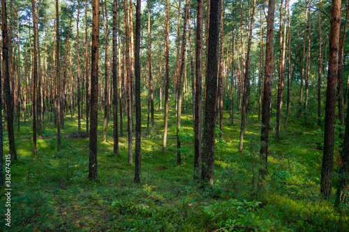 młody las sosnowy w okolicy Szczawina i Swędowa © Piotr Szpakowski
