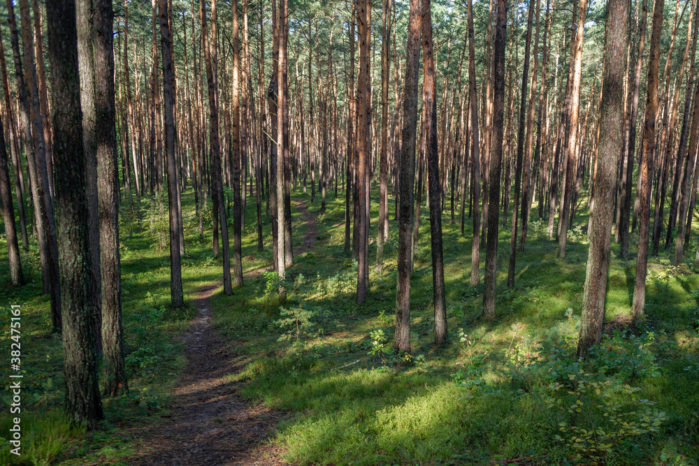 ścieżka przez las sosnowy