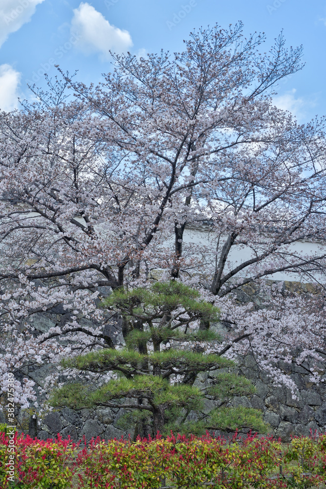 Fototapeta premium 姫路城の桜