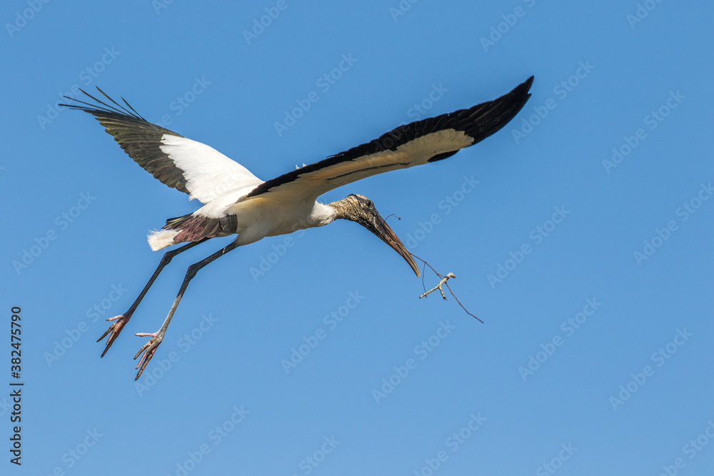 Obraz premium The wood stork (Mycteria americana) in flight. It is a large American wading bird in the stork family.