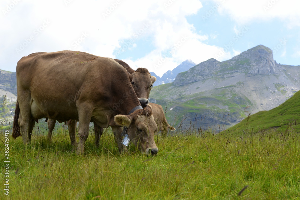 Schweizer Braunvieh auf der Almweide