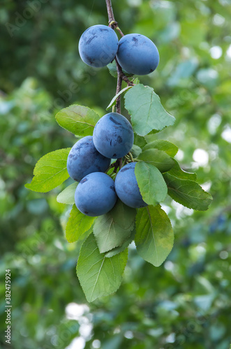 Branch with ripe plum fruits