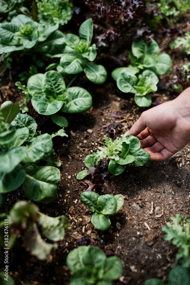 Person Gardening Lettuce Mix