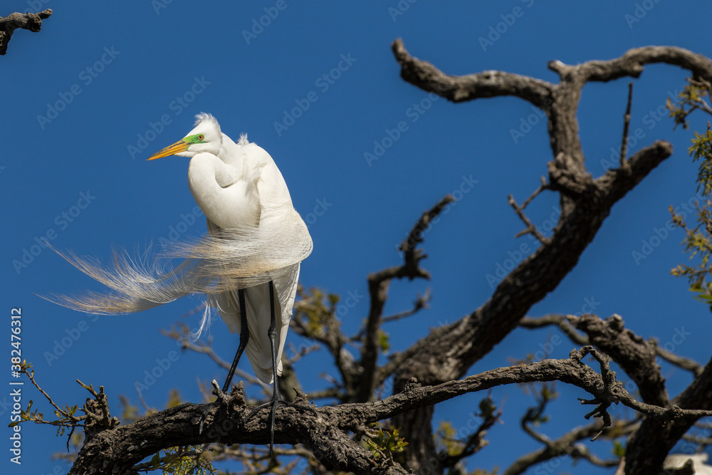 The Great Egret in breeding plumage. The great egret is a little over three feet tall with a wingspan of almost five feet. The Great Egret in breeding plumage. The great egret is a little over three feet tall with a wingspan of almost five feet.